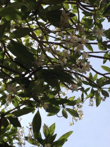 The plumeria are in bloom around Garoua.