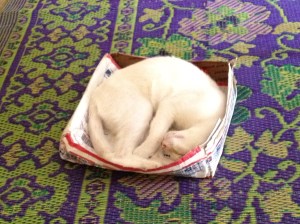 Couscous Napping in a medium sized flat rate box
