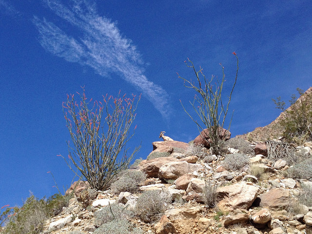 16301809814_c73216d670_z