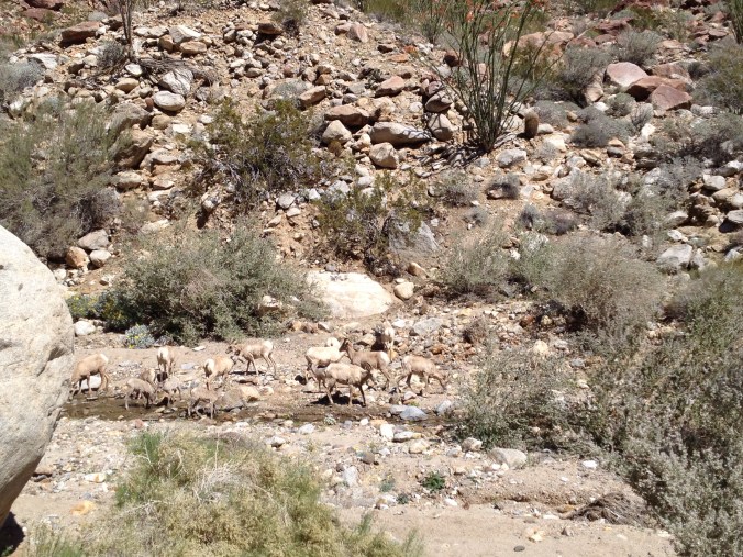 A herd of penninsular big horn sheep quenching their thirst.